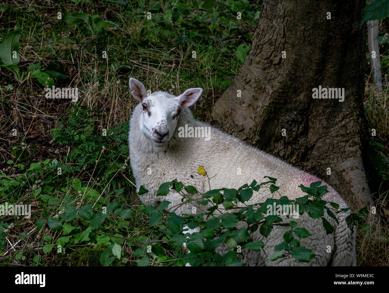 Una única oveja cerca. La oveja está rodeado por wild blackberry hojas y espinas. Foto de stock
