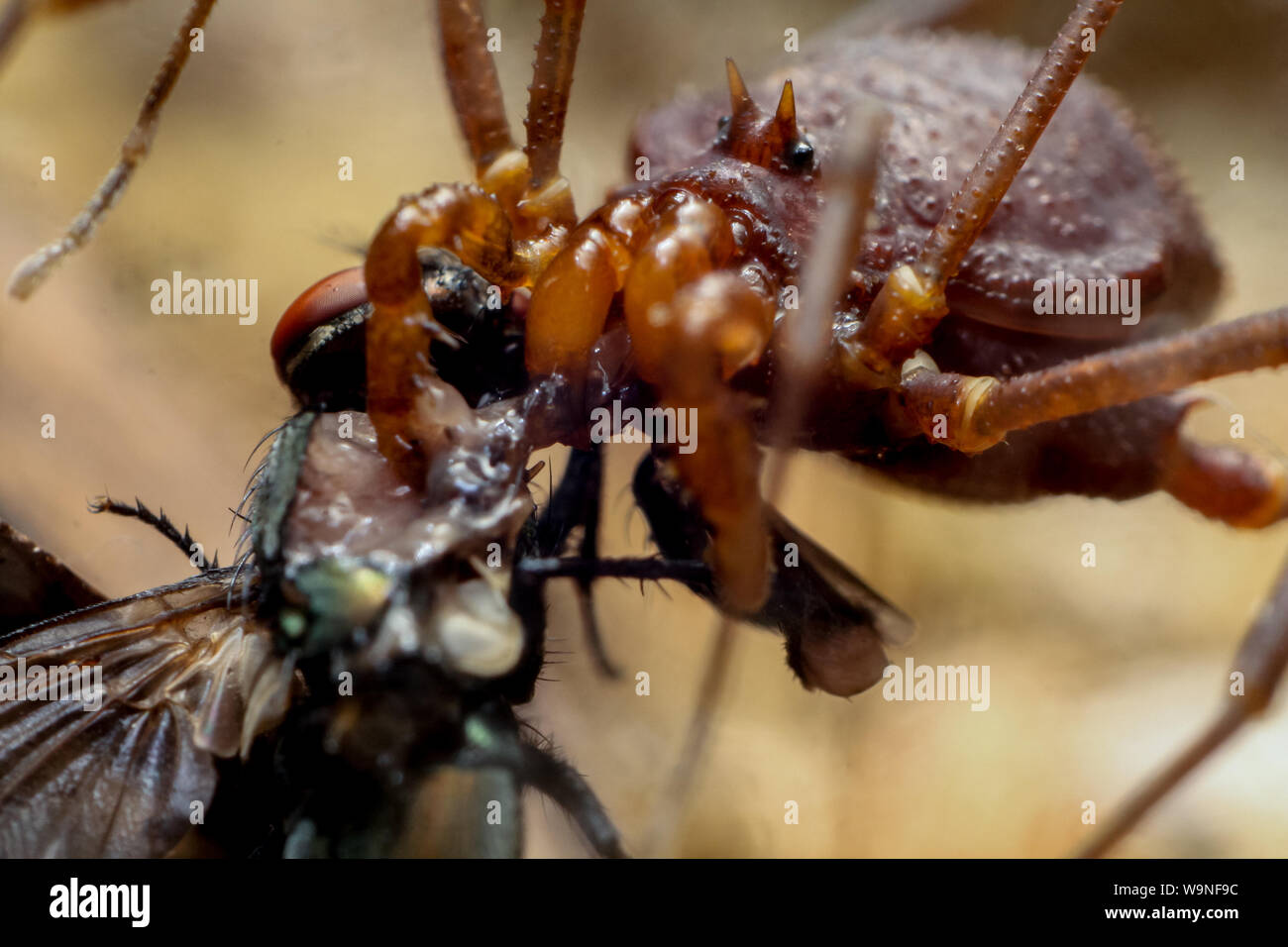 Extreme close-up de papá piernas largas (harvestman), araña de Brasil (Gonyleptidae) Foto de stock