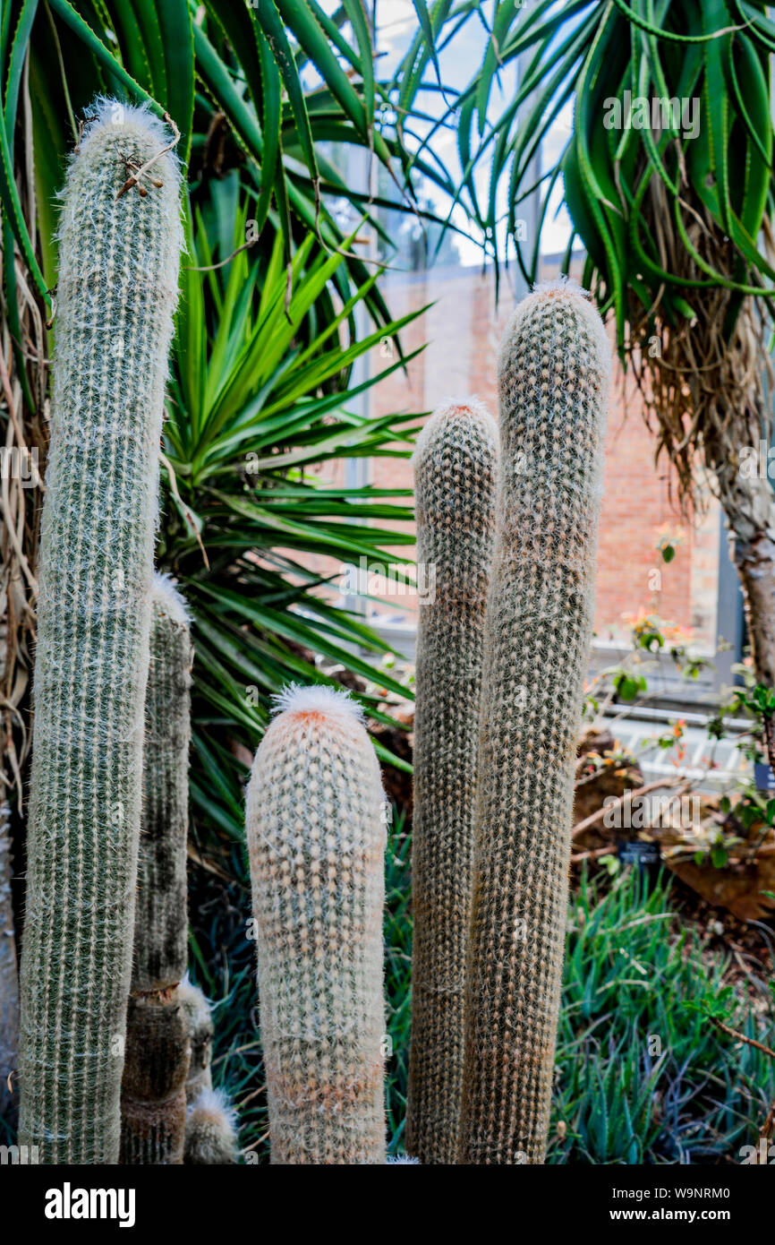 Viejo hombre peruano cactaceae . (Espostoa lanata) crecen en el pabellón del jardín botánico de Chicago Foto de stock