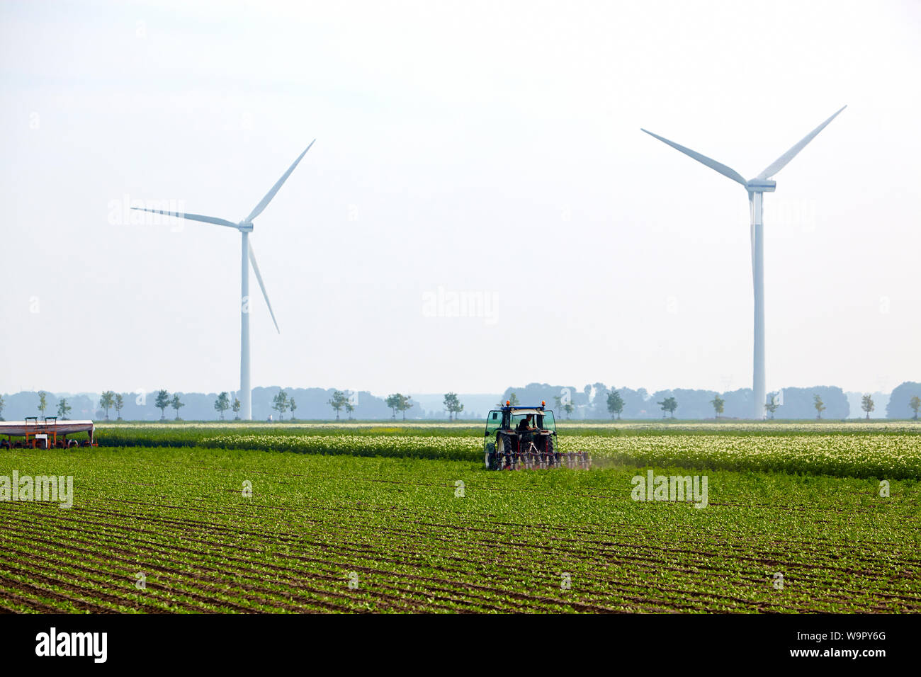 Parcela agrícola con el tractor escarificando el suelo entre las hileras de plantas achicoria cultivadas con dos aerogeneradores en el fondo Foto de stock