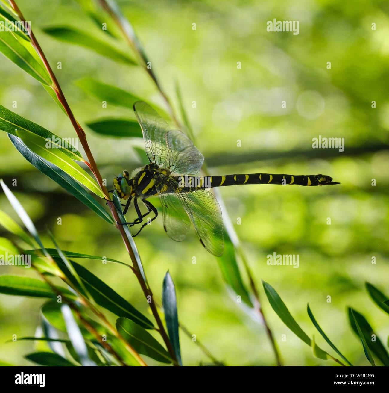 Golden Dragonfly (Cordulegaster boltonii anillado), Mujer sentada en la rama de sauce, Reserva Natural Isarauen, Baviera, Alemania Foto de stock