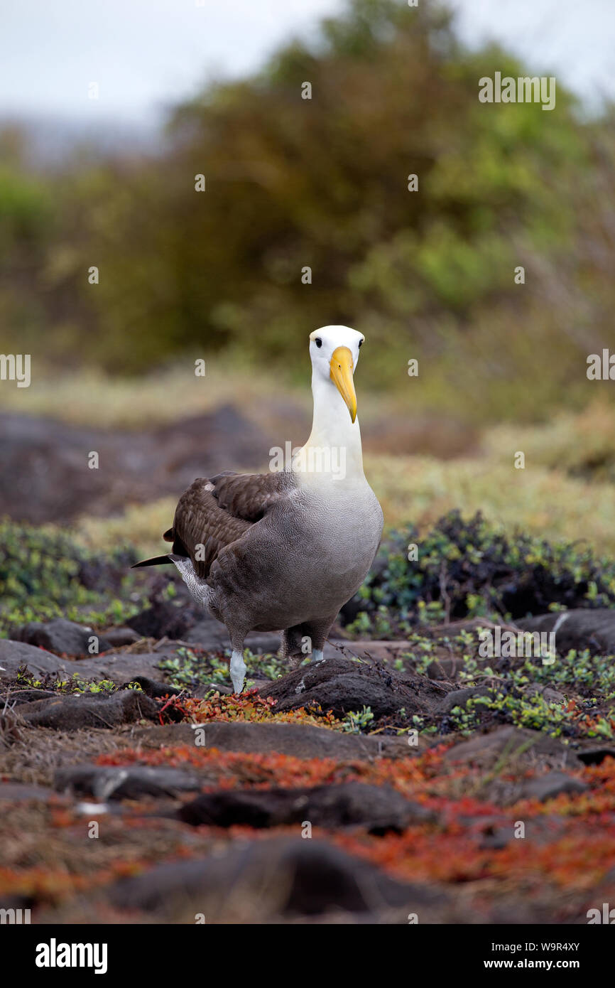 Hermosa Albatros tomadas en las Islas Galápagos Foto de stock