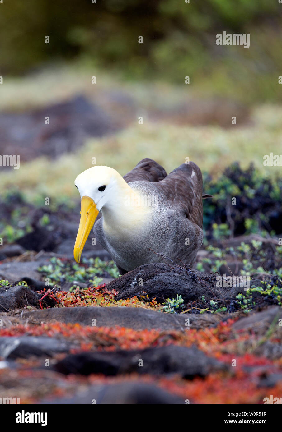 Hermosa Albatros tomadas en las Islas Galápagos Foto de stock