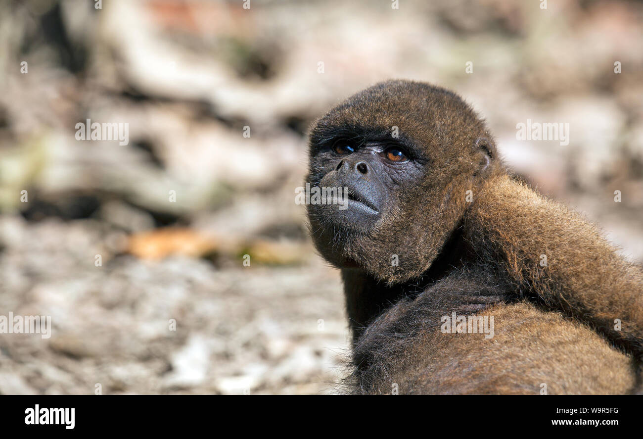 Mono aullador rojo tomada en la selva, Ecuador Foto de stock
