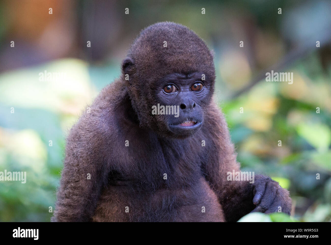 Mono aullador rojo tomada en la selva, Ecuador Foto de stock