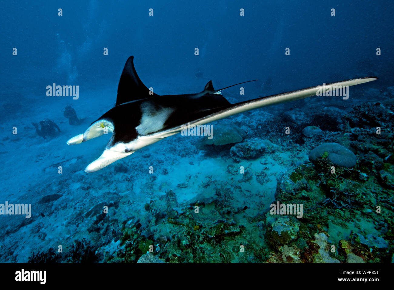 Mantaray pasando diver, Arrecife, manta ray (enorme Manta alfredi) Foto de stock