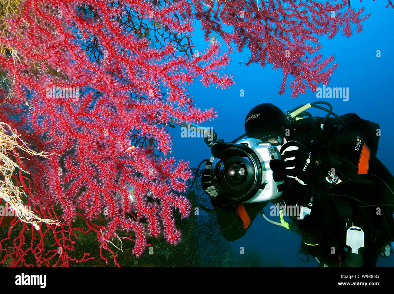 Fotógrafo submarino y mediterráneo de coral del ventilador, Giglio, Toscana Italia, Europa, el Mar Mediterráneo, (paramuricea clavata) Foto de stock