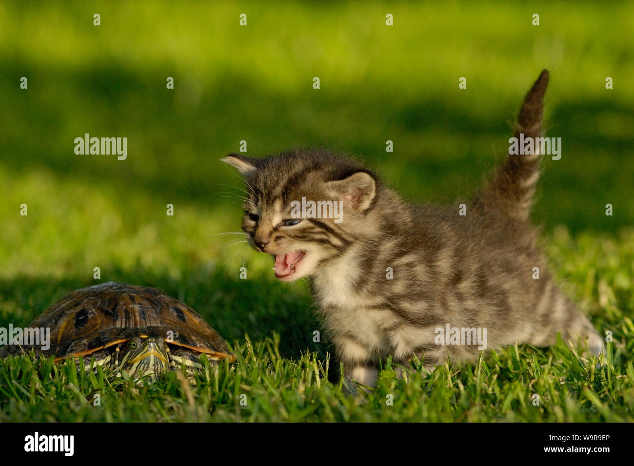 Gato doméstico, atigrado gatito silbido sobre las tortugas Foto de stock