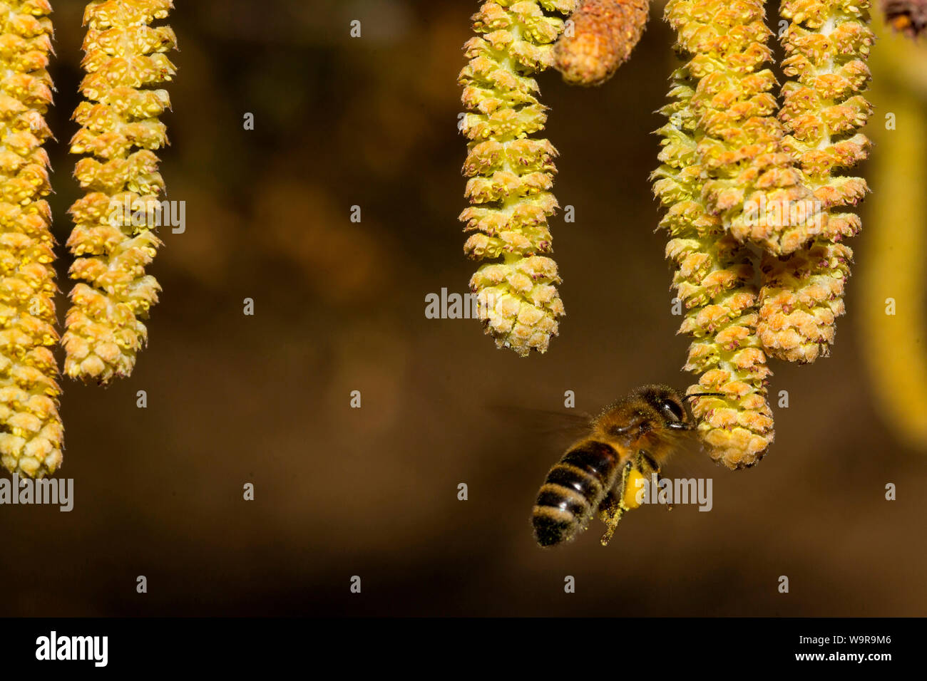 Común, abeja, avellana (Corylus avellana) Foto de stock