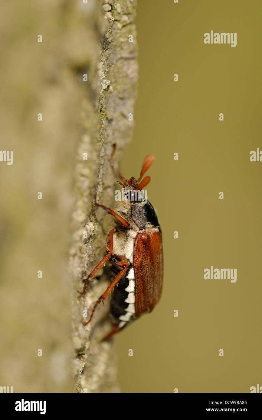 Cockchafer comunes sobre tronco de madera de roble , Melolontha melolontha Foto de stock