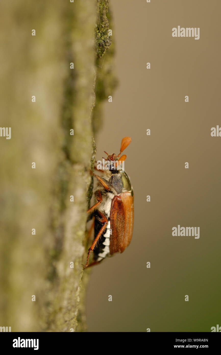 Cockchafer comunes sobre tronco de madera de roble , Melolontha melolontha Foto de stock