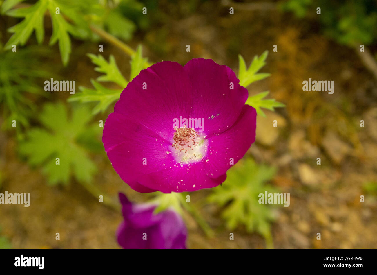 Flor de flor morada, amapola malva Fotografía de stock - Alamy