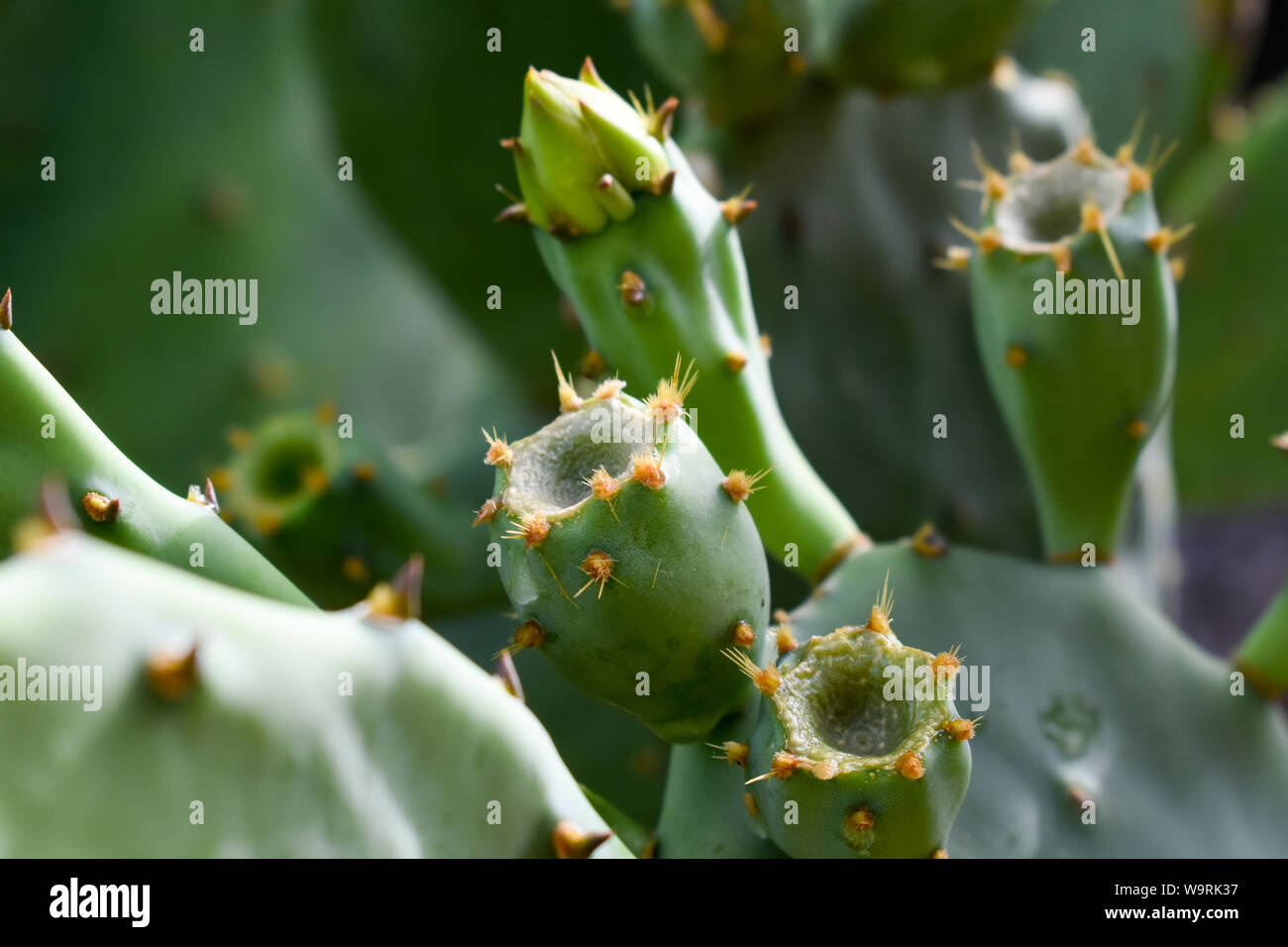 Fruta con espinas fotografías e imágenes de alta resolución Alamy