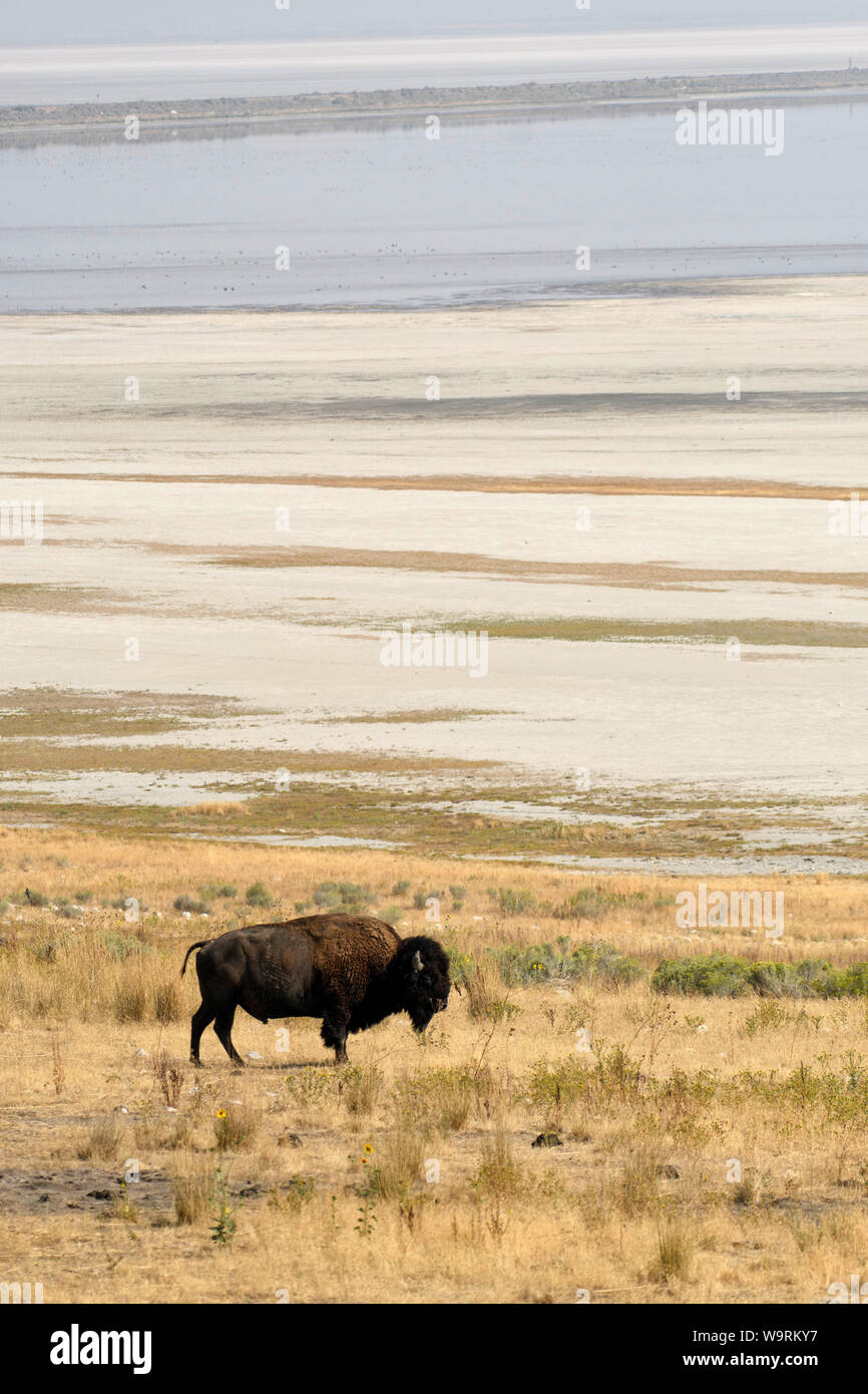 Norteamérica, americano, Estados Unidos, Gran Cuenca, Utah, Antelope Island State Park, el bisonte en Salt Lake *** título Local *** Foto de stock