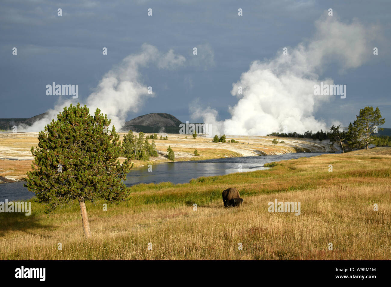 Norteamérica, American, EE.UU., montañas rocosas, al oeste, el Parque Nacional de Yellowstone, la UNESCO, Patrimonio de la humanidad, el bisonte en río Firehole *** título Local *** Foto de stock