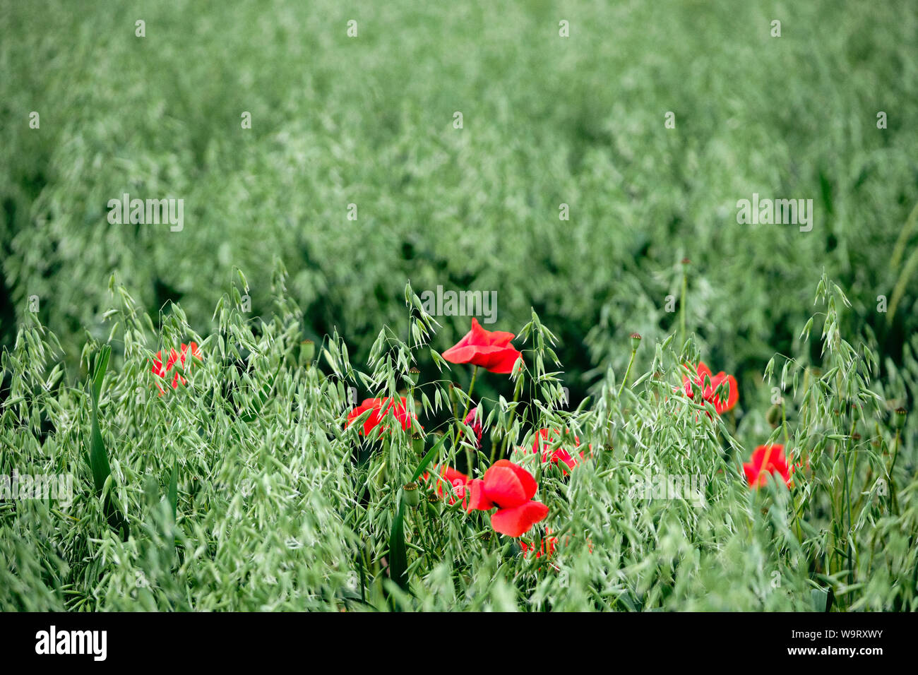 Flores de color rojo amapola en un campo de avena verde en verano Foto de stock