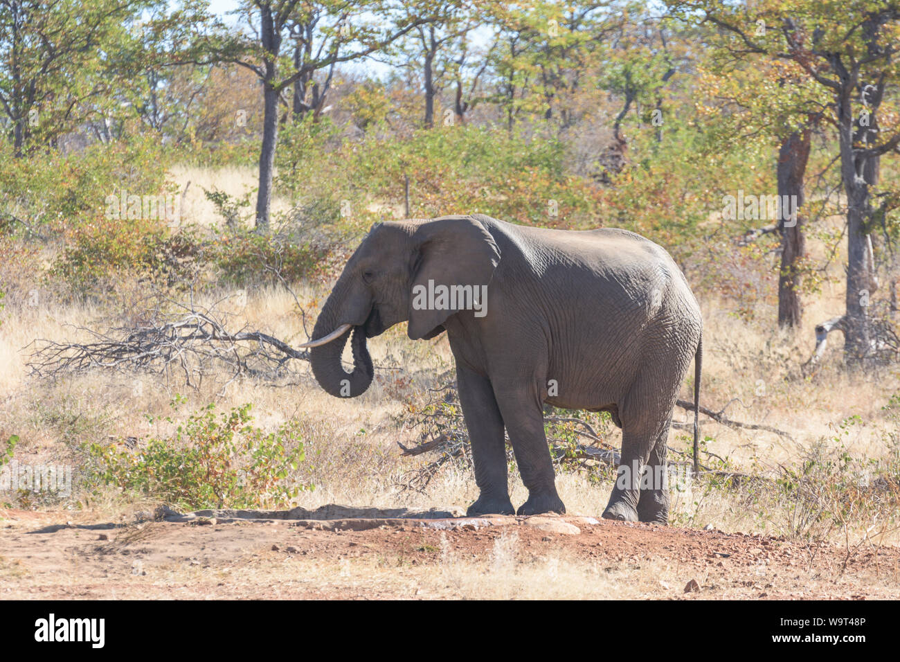 Sudáfrica Safari, elefante Foto de stock