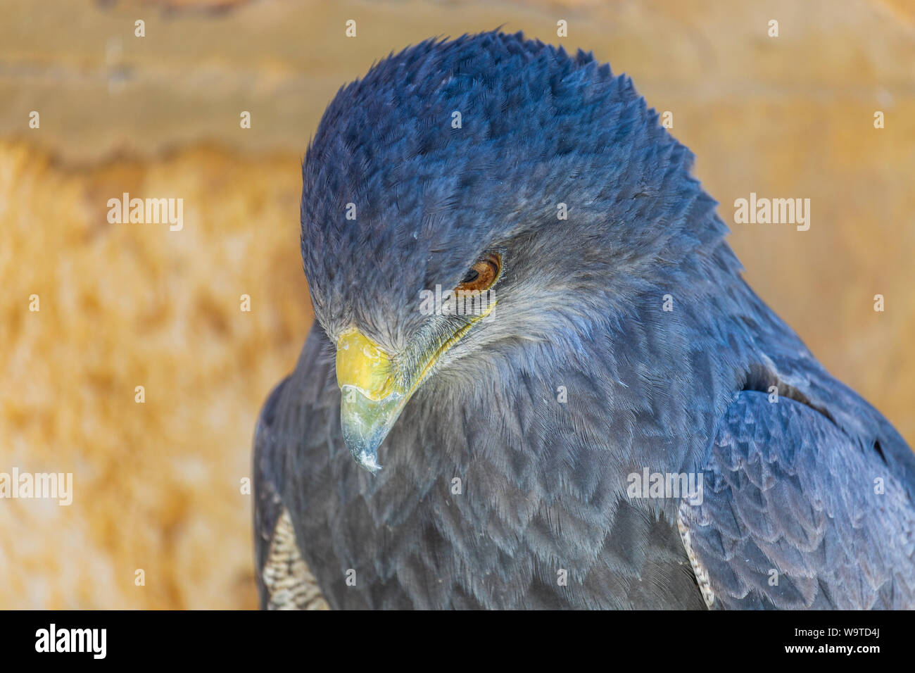 Cerca del escudo Águila (Geranoaetus melanoleucus) adulto. También llamado  blackberry, paramuna, Águila de páramo, black-eyed águila, black-breasted  eagle, maman Fotografía de stock - Alamy