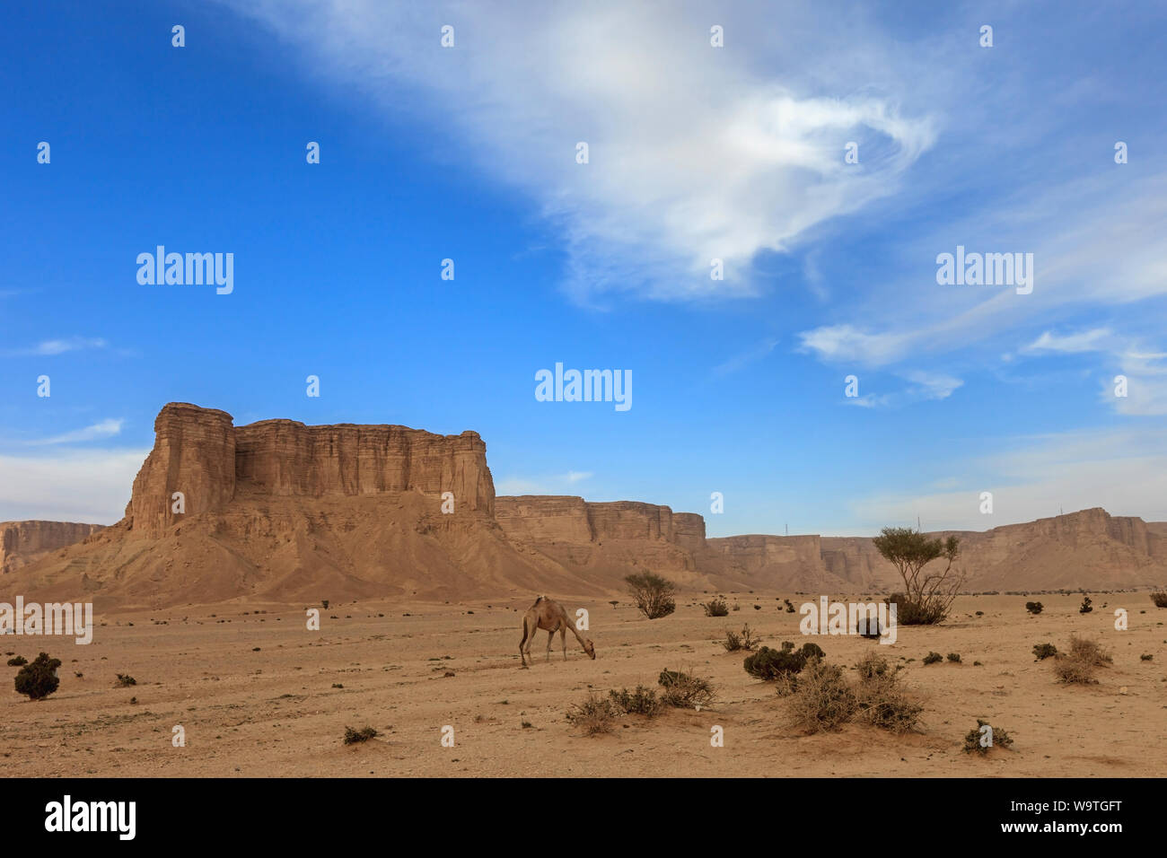El pastoreo de camellos en el desierto por la montaña Tuwaiq, Arabia Saudita Foto de stock