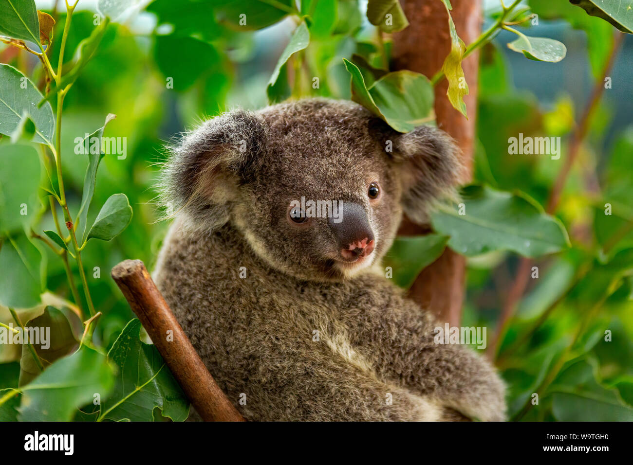 Un joven despierto Koala alerta Foto de stock