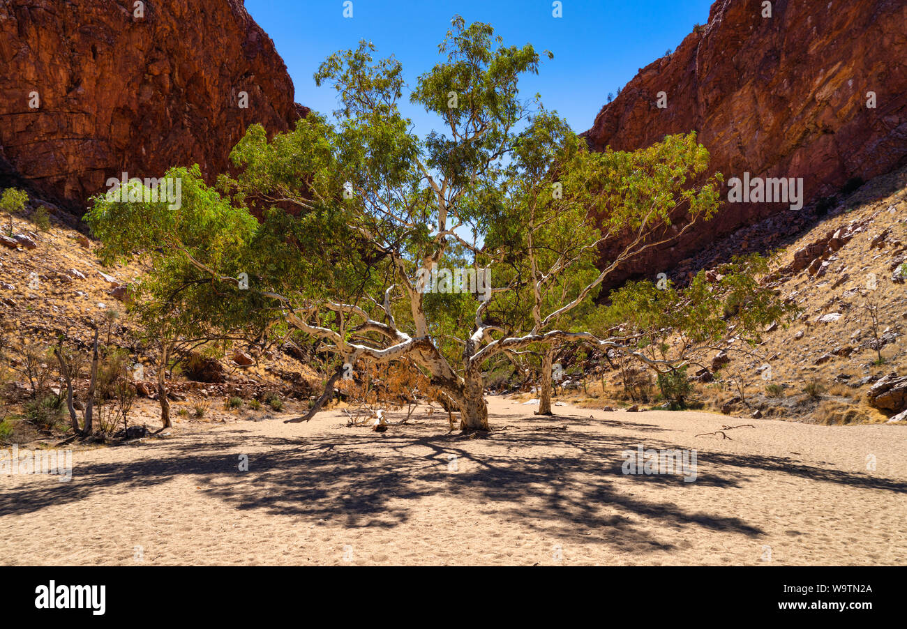 River Red gum tree en Simpson's Gap, Australia Central, Australia Foto de stock