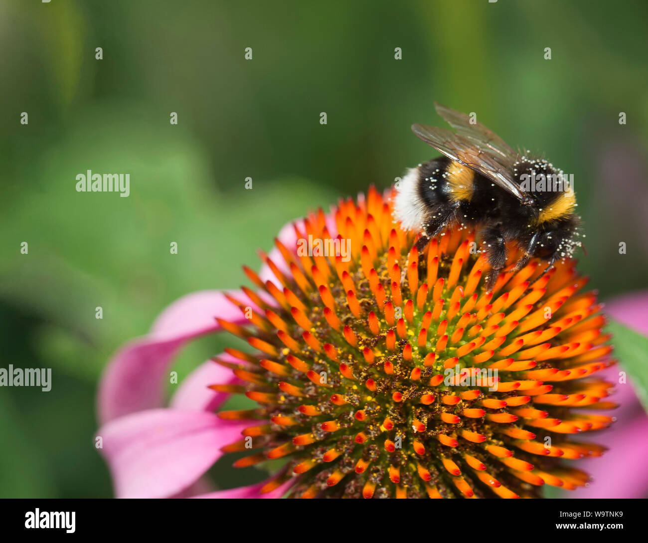 Sentarse en un abejorro coneflower Foto de stock