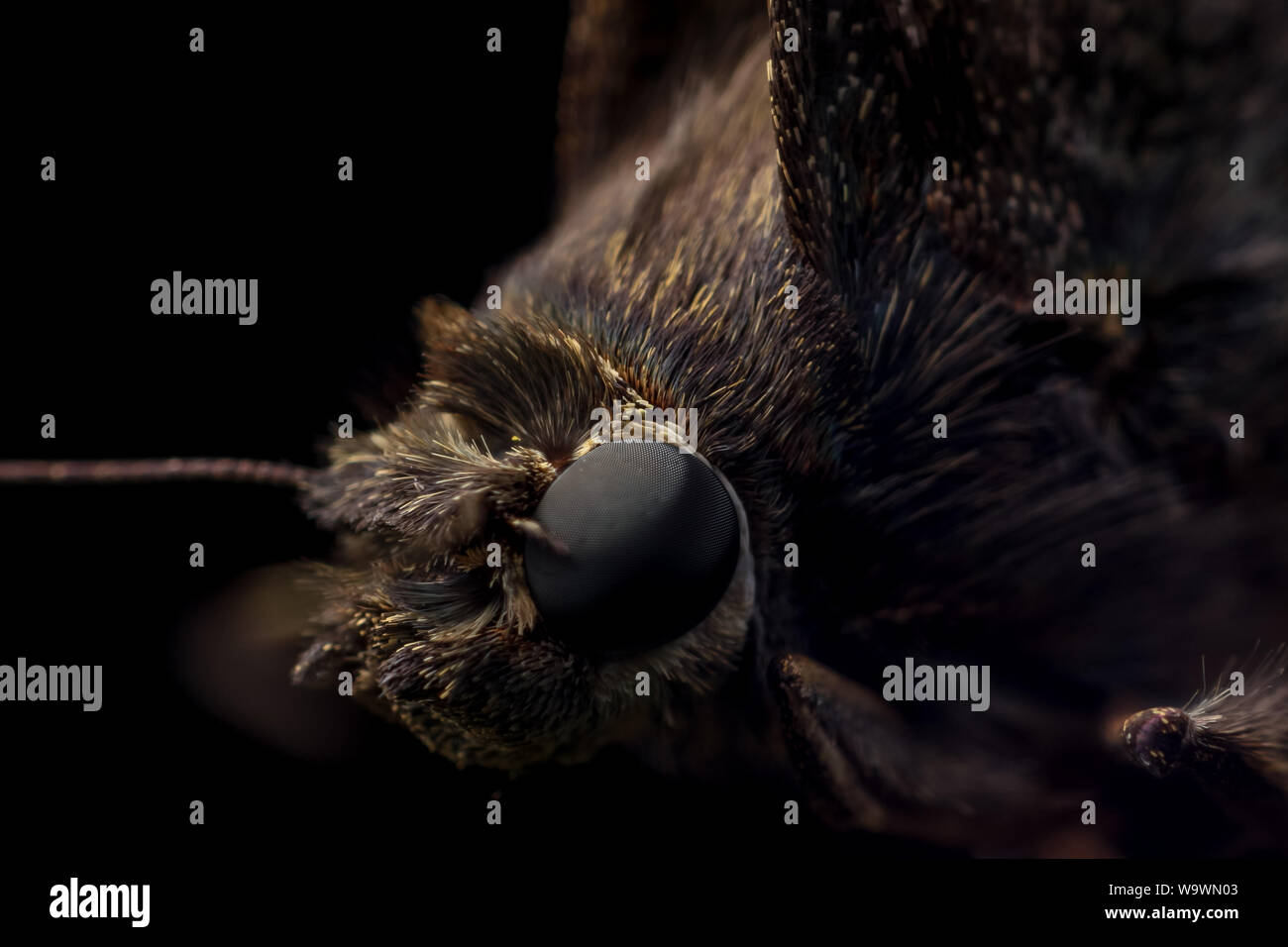 Macro extrema de una polilla cabeza, mostrando el insecto escalas en detalle (LEPIDOPTERA) Foto de stock