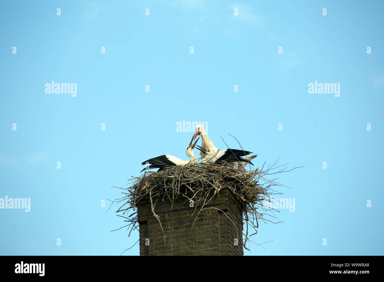 Weißstorch, Klapperstorch (Ciconia ciconia) - Jungvogel nido im auf einem Kamin, Sluis, de Zeeland Niederlande Foto de stock