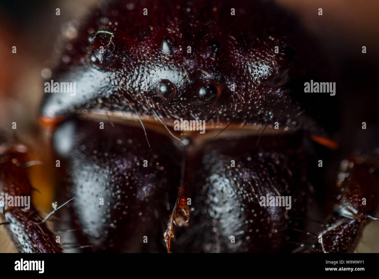 Cara de araña macro mostrando los ojos, Nephilingis (Nephilenhgys) Foto de stock