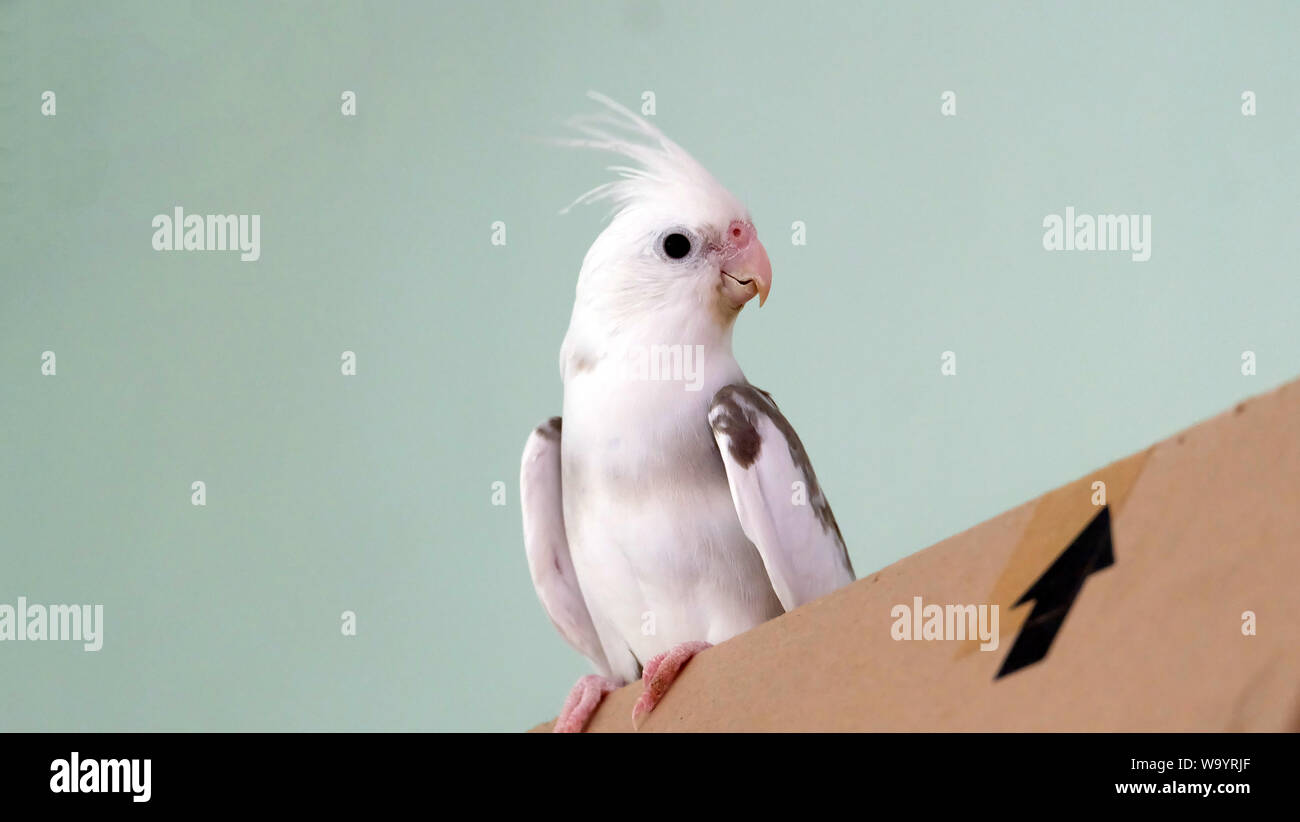 Frente pied cockatiel blanco de pie en la parte superior de una caja de cartón, con su cara mirando hacia atrás. Foto de stock