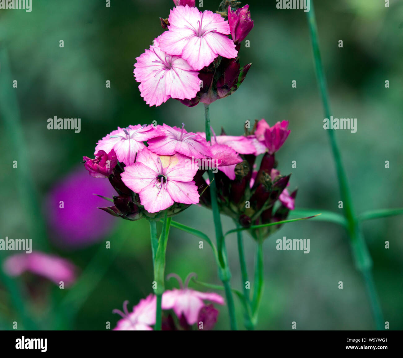 Dianthus carthusianorum Foto de stock