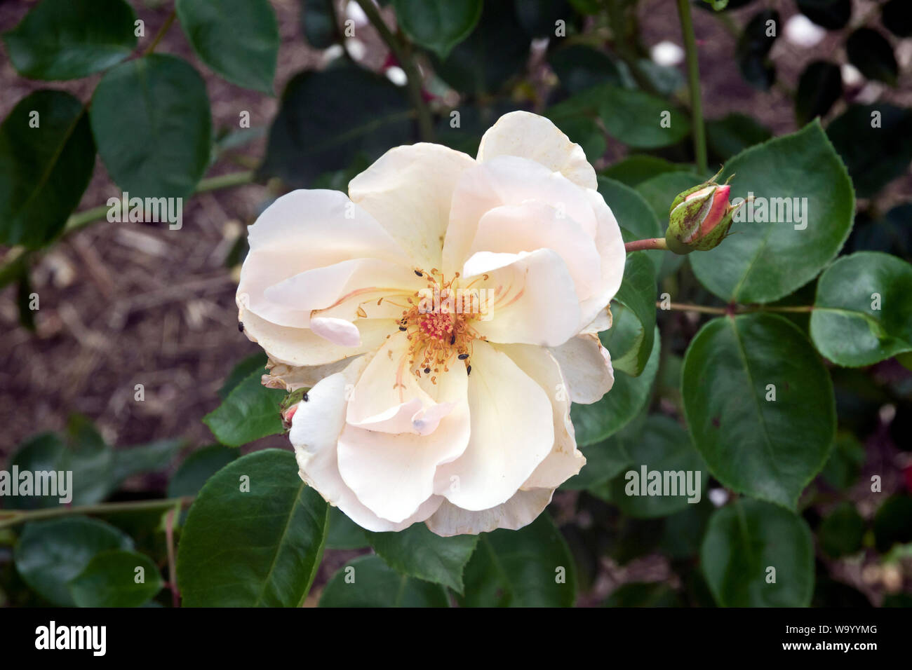 Rose jardineros alegría Foto de stock