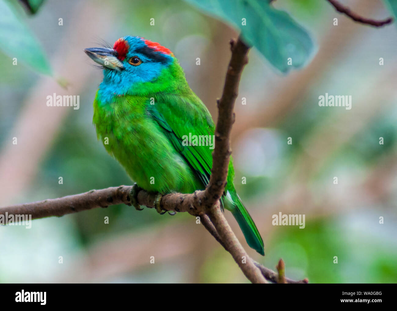 Un azul-throated Barbet sentado en una pequeña rama mostrando es brillante y colorido plumaje Foto de stock