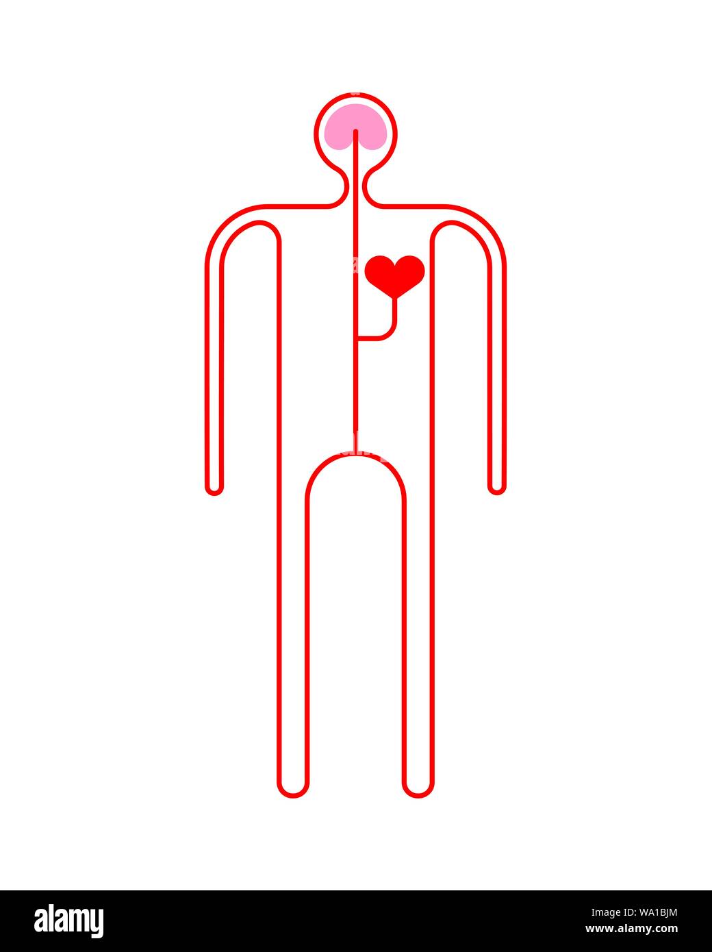 Sistema circulatorio humano de dibujos animados. Anatomía corporal  ilustración vectorial Imagen Vector de stock - Alamy
