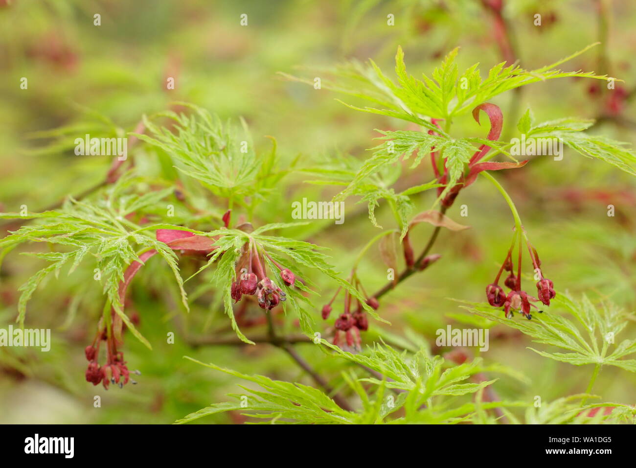 Acer palmatum "eiryu' dis[sentar característicos frutos y follaje temprano a mediados de primavera. En el Reino Unido. AGM Foto de stock