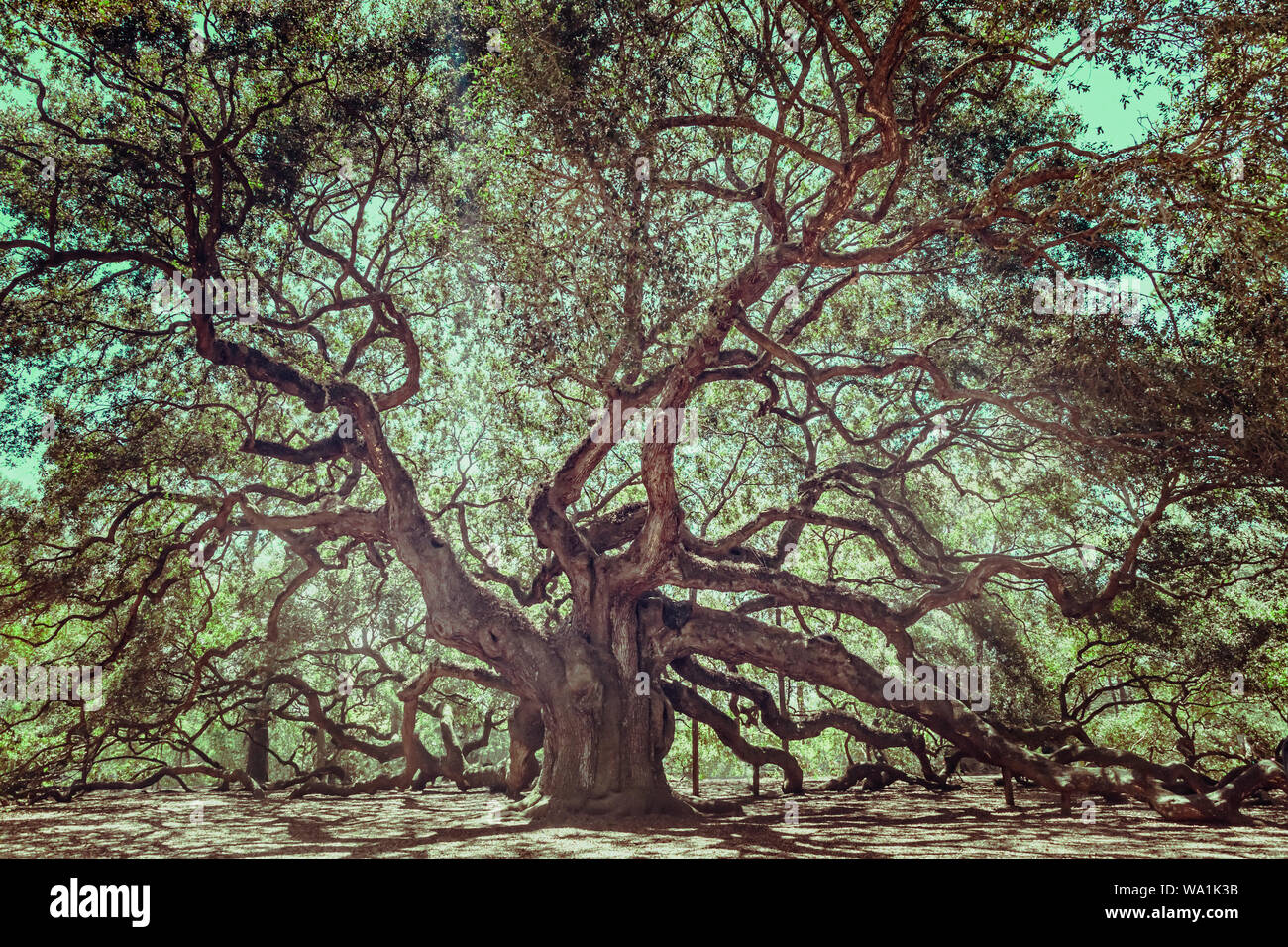 Angel Oak Tree sobre John's Island, Carolina del Sur. Este árbol se encuentra cerca de Charleston y tiene más de 1000 años. Foto de stock
