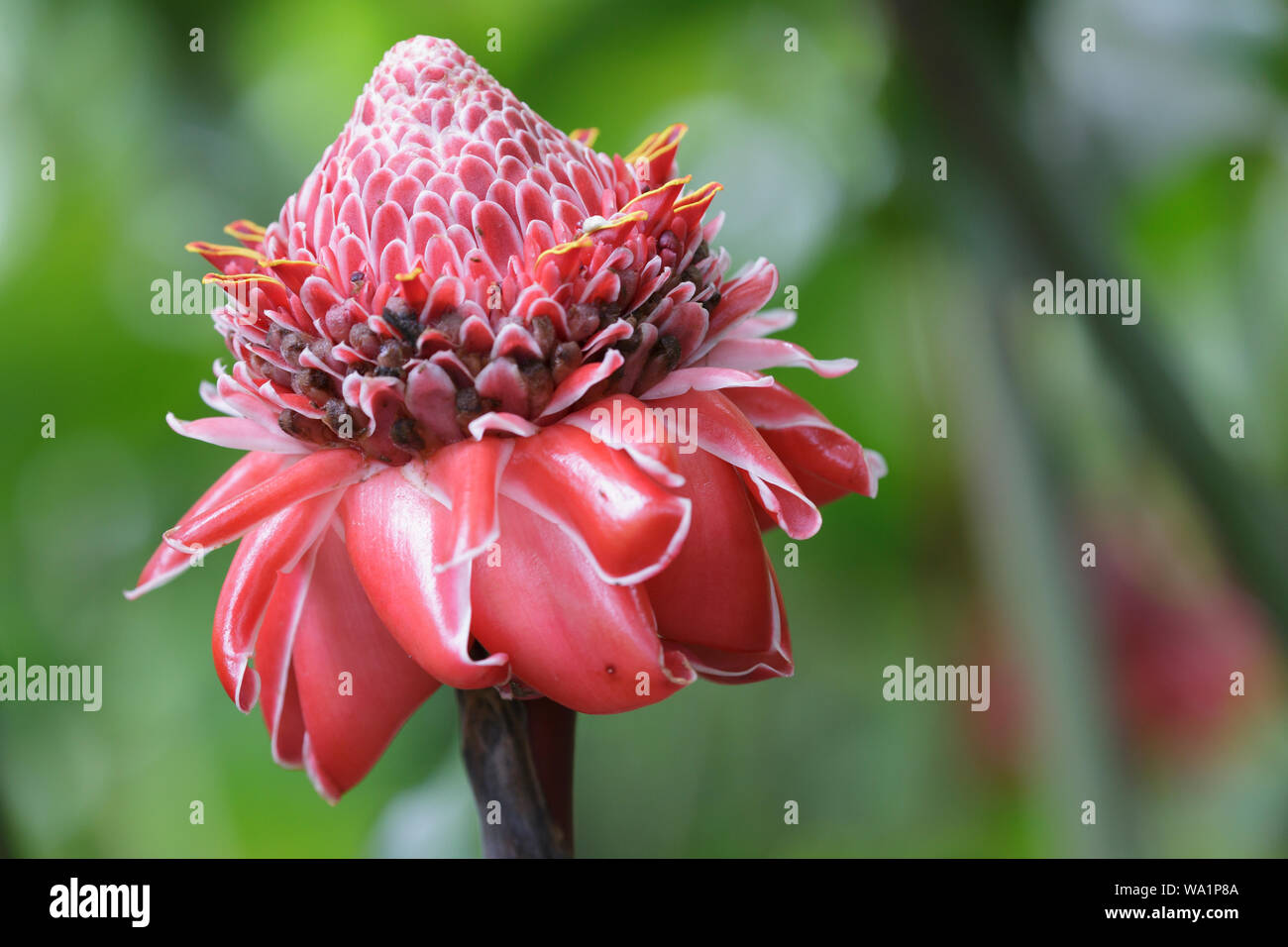 Flor de cera de Etlingera elatior o filipina. Es una especie de planta herbácea perenne. Foto de stock