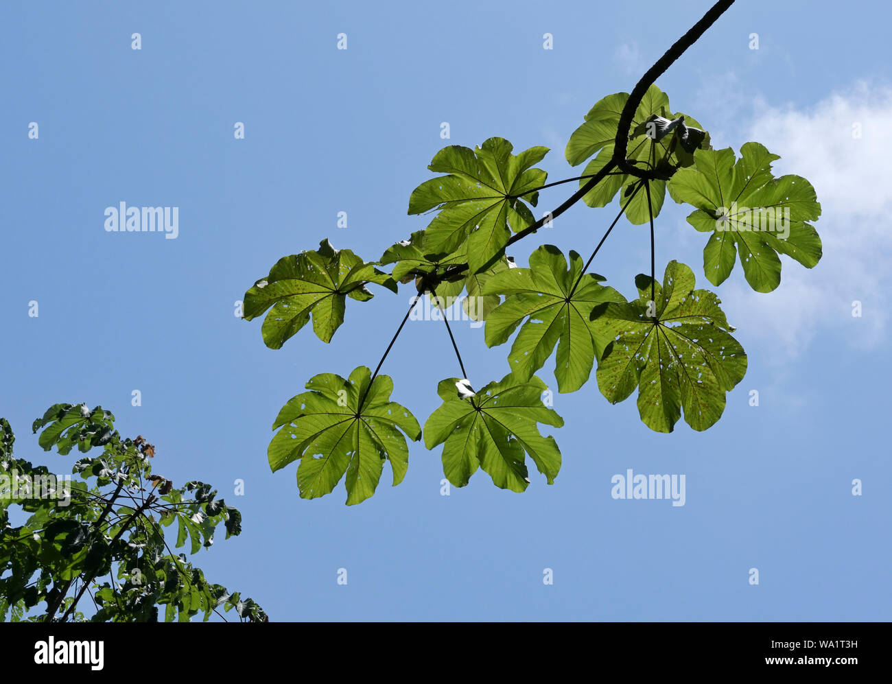 Las hojas del árbol Cecropia, Manuel Antonio, CR Foto de stock