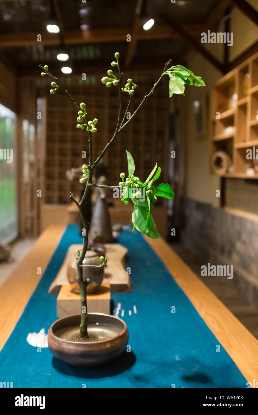 Bonsai cafe fotografías e imágenes de alta resolución Alamy