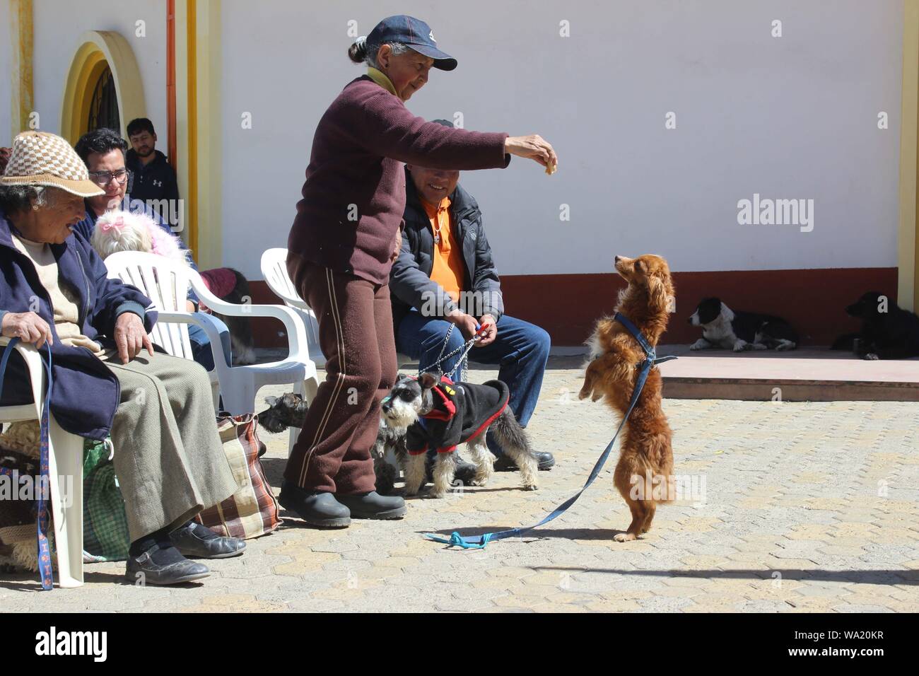 Las Personas Acuden Con Sus Mascotas A La Ceremonia Del Dia De San Roque En La