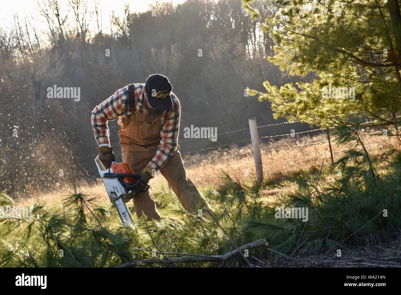 Colocar al hombre en mono de pino de corte con motosierra Stihl a finales de otoño al atardecer, corte para el árbol de Navidad o borrado de maderas, Wisconsin, EE.UU. Foto de stock