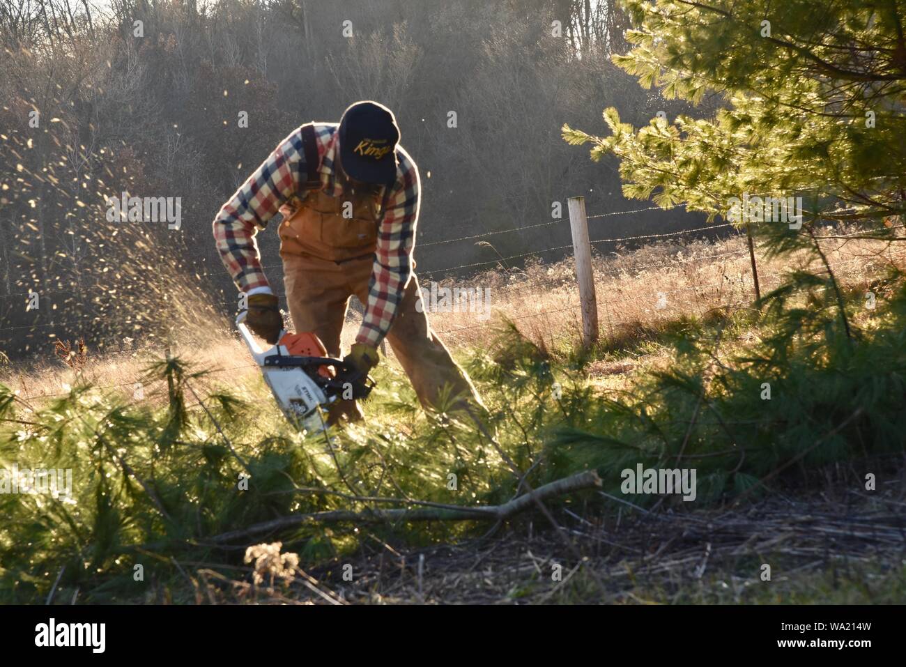 Colocar al hombre en mono de pino de corte con motosierra Stihl a finales de otoño al atardecer, corte para el árbol de Navidad o borrado de maderas, Wisconsin, EE.UU. Foto de stock