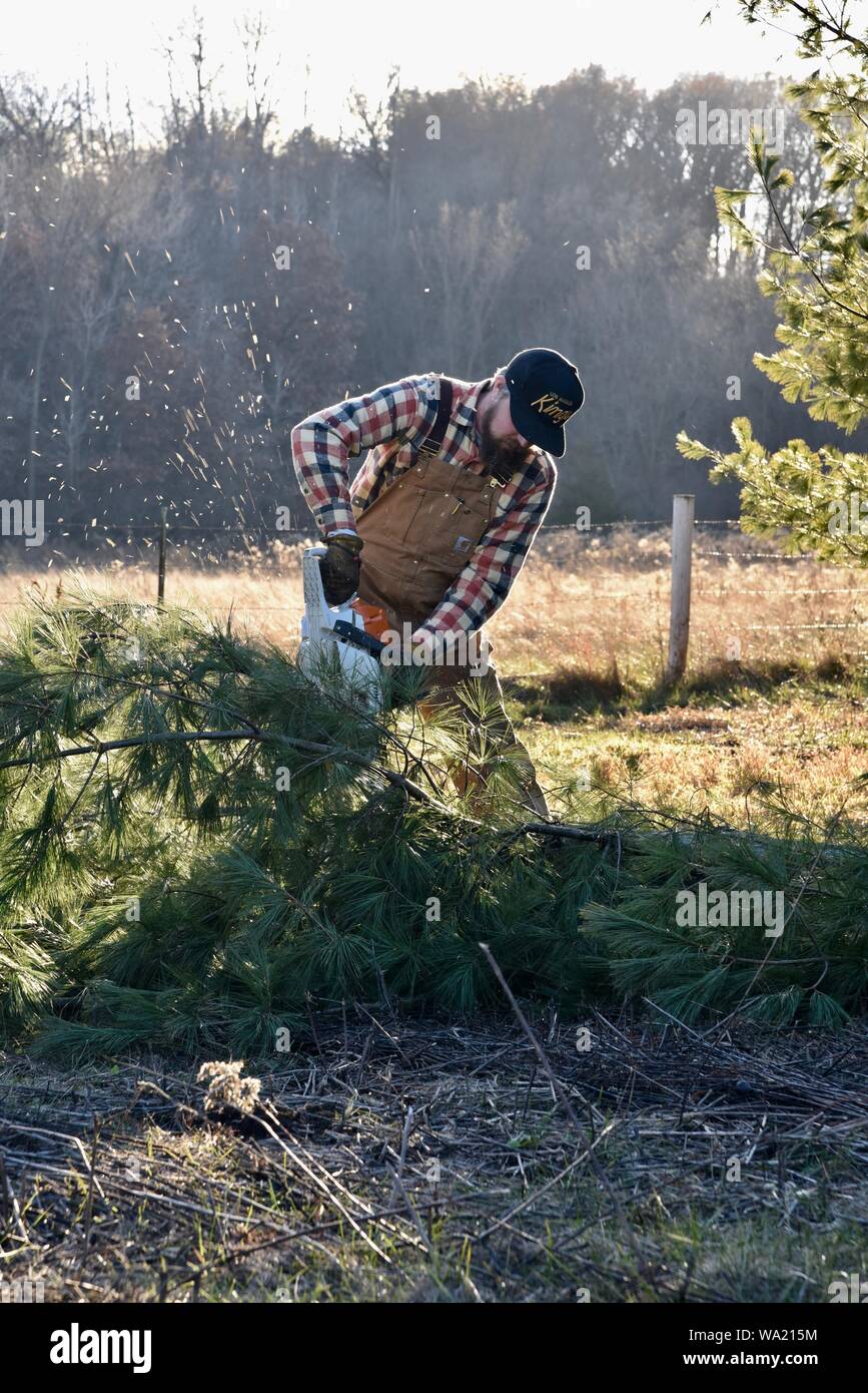 Colocar al hombre en mono de pino de corte con motosierra Stihl a finales  de otoño al atardecer, corte para el árbol de Navidad o borrado de maderas,  Wisconsin, EE.UU Fotografía de