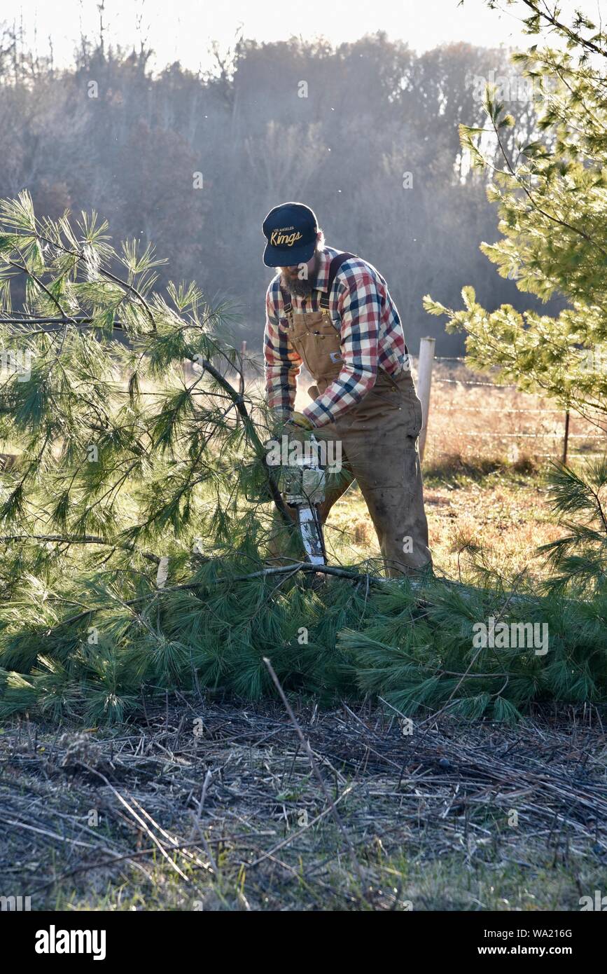 Colocar al hombre en mono de pino de corte con motosierra Stihl a finales de otoño al atardecer, corte para el árbol de Navidad o borrado de maderas, Wisconsin, EE.UU. Foto de stock