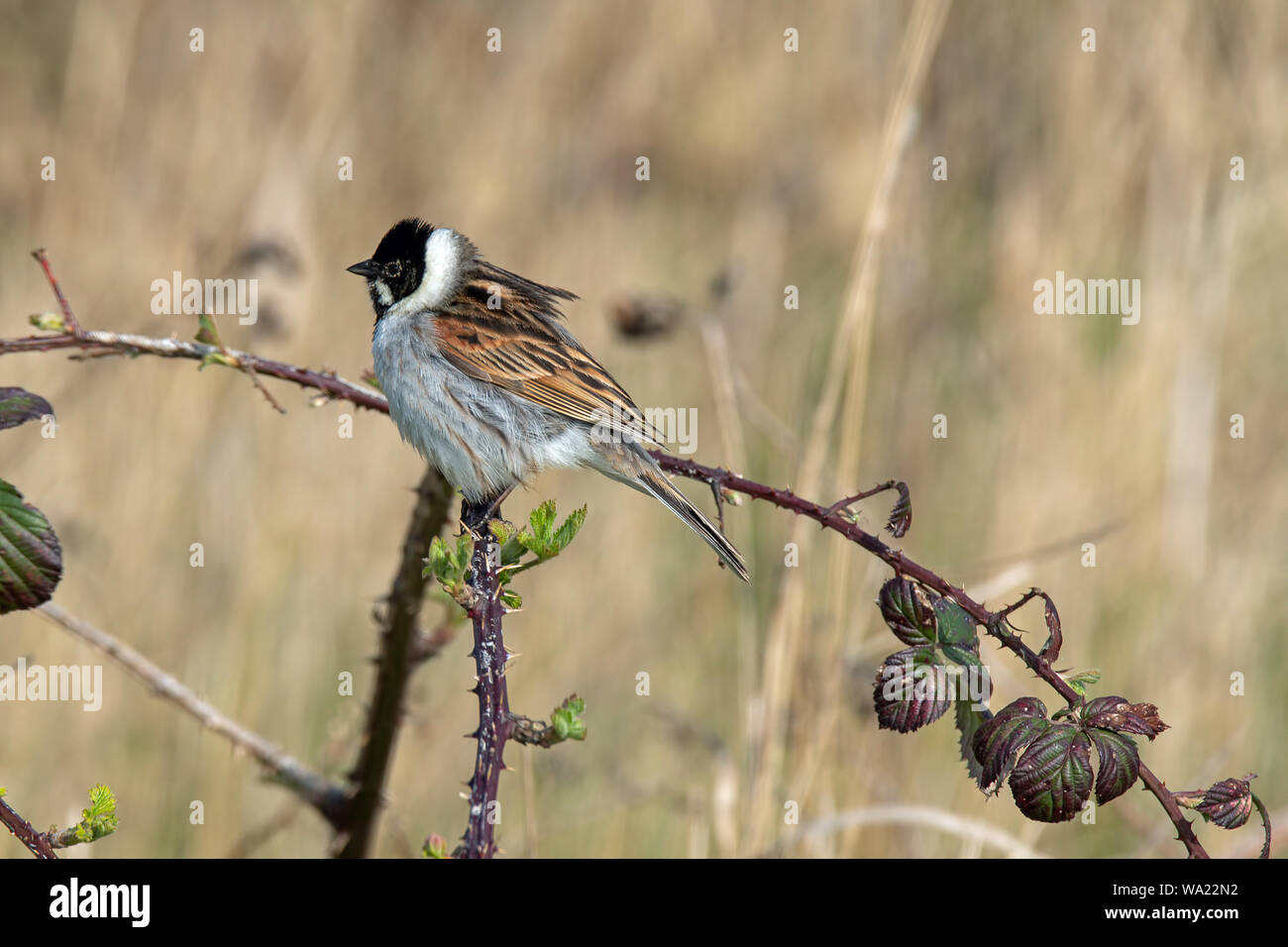 Macho Reed Bunting, encaramado en una rama espinosa con espacio para copiar Foto de stock
