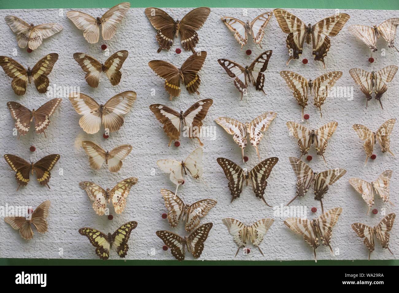 Los diferentes tipos de mariposas anclado a una pizarra blanca en el Ralph  Foster Museum en Branson, Missouri, EE.UU Fotografía de stock - Alamy