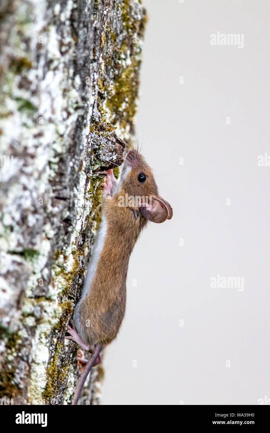 Madera (Apodemus sylvaticus ratón) subir a un árbol. Foto de stock