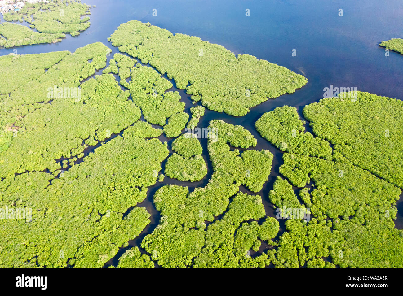 Los manglares con ríos en las Filipinas. El paisaje tropical con ...