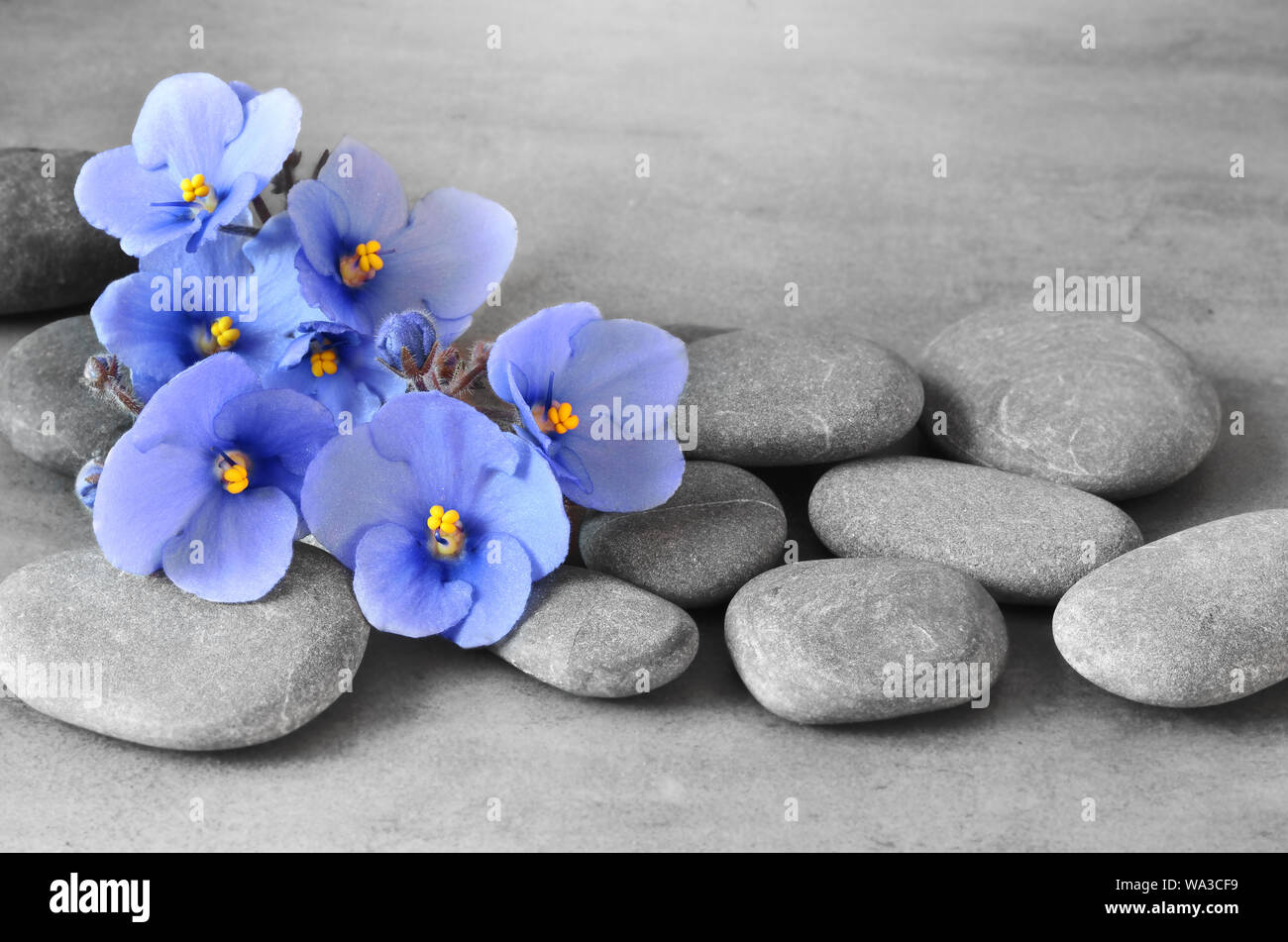 Piedras Zen y exóticas flores violetas sobre fondo gris Fotografía de stock - Alamy Piedras Zen y exóticas flores violetas sobre fondo gris Fotografía de stock - Alamy