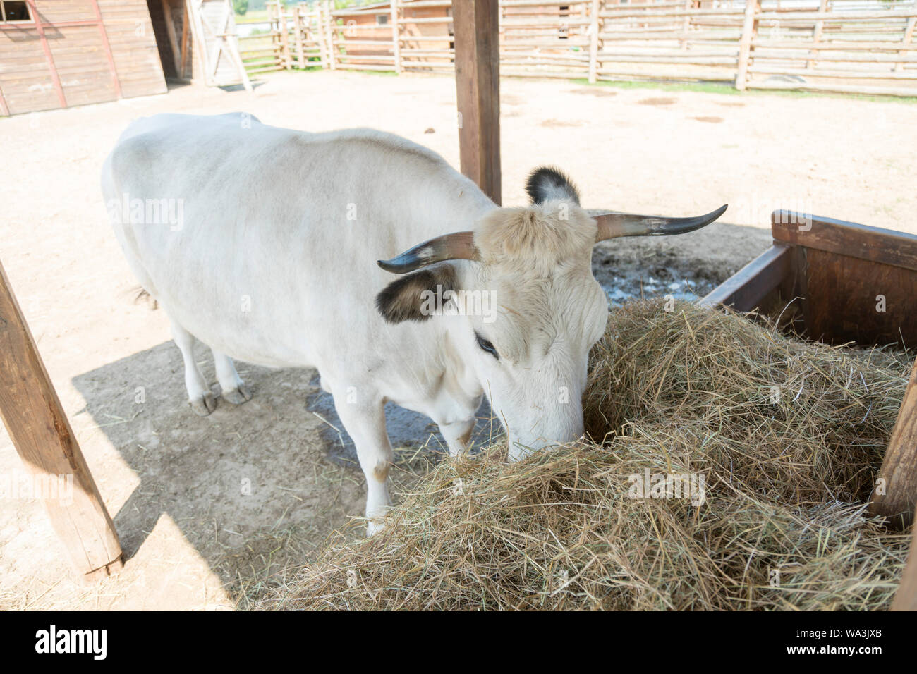animal-comiendo-alfalfa